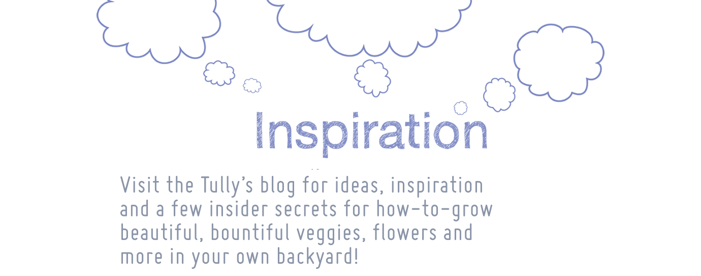 Visit the Tullys blog for ideas, inspiration and a few insider secrets for how to grow beautiful bountiful vegies flowers and more in your own backyard